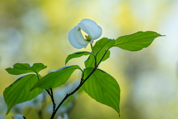 Bloom;Blossom;Blossoms;Botanical;Calm;Close-up;Dogwood;Flora;Floral;Floweret;Flowering;Flowers;Flowers & Plants;Healing;Health care;Healthcare;Leaf;Looking up;Macro;Nature;Pastoral;Petal;Plant;Seasons;Spring;Springtime;Sunlight;Sunshine;bloom;botanicals;flora;floral;flower;green;leaves;oneness;peaceful;restful;serene;soothing;sunlit;tranquil;wildflower;zen