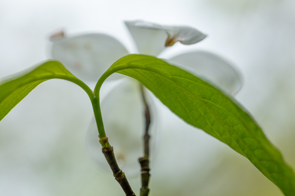 Bloom;Blossom;Blossoms;Botanical;Calm;Close-up;Dogwood;Flora;Floral;Floweret;Flowering;Flowers;Flowers & Plants;Healing;Health care;Healthcare;Leaf;Looking up;Macro;Nature;Pastoral;Petal;Plant;Seasons;Spring;Springtime;bloom;botanicals;flora;floral;flower;green;leaves;oneness;peaceful;restful;serene;soothing;tranquil;wildflower;zen