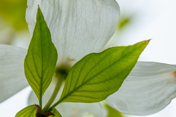 Bloom;Blossom;Blossoms;Botanical;Calm;Close-up;Dogwood;Flora;Floral;Floweret;Flowering;Flowers;Flowers & Plants;Healing;Health care;Healthcare;Leaf;Looking up;Macro;Nature;Pastoral;Petal;Plant;Seasons;Spring;Springtime;bloom;botanicals;flora;floral;flower;green;leaves;oneness;peaceful;restful;serene;soothing;tranquil;wildflower;zen