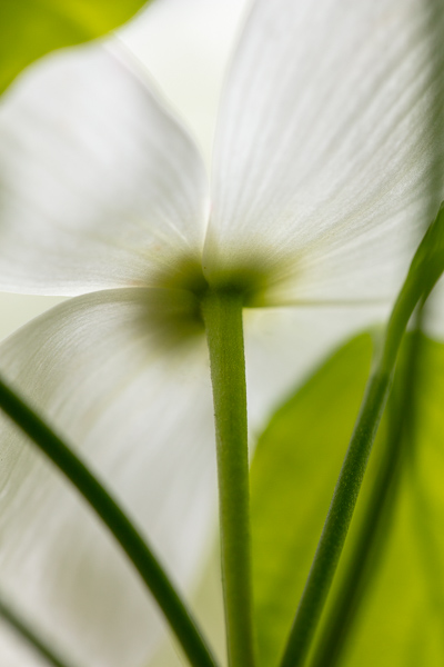 Bloom;Blossom;Blossoms;Botanical;Calm;Close-up;Dogwood;Flora;Floral;Floweret;Flowering;Flowers;Flowers & Plants;Healing;Health care;Healthcare;Leaf;Macro;Nature;Pastoral;Petal;Plant;Seasons;Spring;Springtime;bloom;botanicals;flora;floral;flower;green;leaves;oneness;peaceful;restful;serene;soothing;tranquil;wildflower;zen