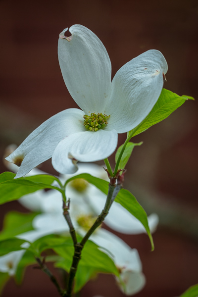 Bloom;Blossom;Blossoms;Botanical;Calm;Close-up;Dogwood;Flora;Floral;Floweret;Flowering;Flowers;Flowers & Plants;Healing;Health care;Healthcare;Leaf;Looking up;Macro;Nature;Pastoral;Petal;Plant;Seasons;Spring;Springtime;bloom;botanicals;flora;floral;flower;green;leaves;oneness;peaceful;restful;serene;soothing;tranquil;wildflower;zen