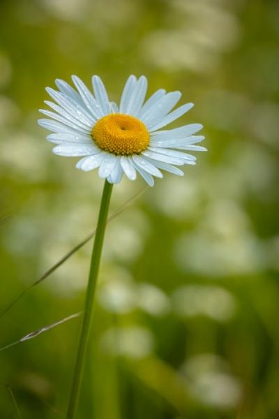 Bloom;Blossom;Blossoms;Calm;Close-up;Daisies;Dew;Droplets;Drops;Flora;Floral;Floweret;Flowering;Flowers;Flowers & Plants;Healing;Health care;Healthcare;Macro;Minimalism;Nature;Pastoral;Petal;Seasons;Spring;Springtime;Sunlight;Sunshine;Water;Water Drops;Yellow;bloom;color;daisy;dew drops;dewy;drop;flora;floral;flower;green;oneness;orange;peaceful;plants;restful;serene;soothing;sunlit;tranquil;wildflower;zen