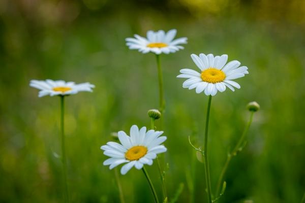 Bloom;Blossom;Blossoms;Calm;Close-up;Cool Colors;Cool Palette;Cool Tones;Daisies;Dew;Droplets;Drops;Flora;Floral;Flower;Floweret;Flowering;Flowers;Flowers & Plants;Green;Greens;Healing;Health care;Healthcare;Macro;Minimalism;Nature;Pastoral;Petal;Seasons;Spring;Springtime;Sunlight;Sunshine;Water;Water Drops;Wildflower;Yellow;bloom;color;daisy;dew drops;dewy;drop;flora;floral;flower;green;oneness;orange;peaceful;plants;restful;serene;soothing;sunlit;tranquil;wildflower;zen