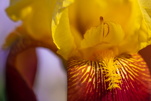 Abstract;Abstraction;Bloom;Blossom;Blossoms;Botanical;Calm;Close-up;Flora;Floral;Floweret;Flowering;Flowers;Flowers & Plants;Healing;Health care;Healthcare;Minimalism;Nature;Pastoral;Petal;Shape;Sunlight;Sunshine;Yellow;bloom;botanicals;flora;floral;flower;iris;magenta;oneness;pattern;peaceful;plants;purple;red;restful;serene;soothing;sunlit;texture;tranquil;zen