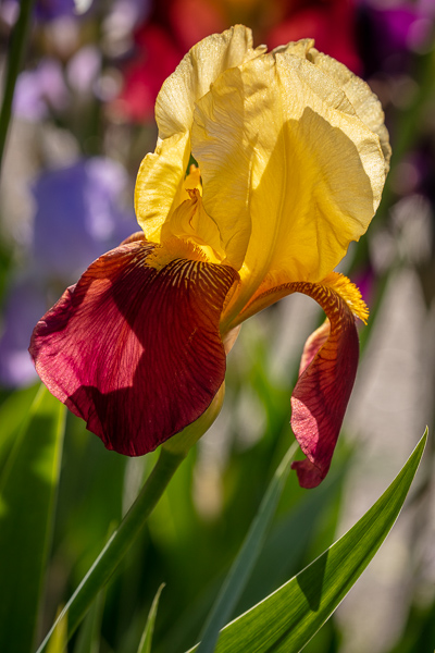 Bloom;Blossom;Blossoms;Botanical;Calm;Close-up;Flora;Floral;Floweret;Flowering;Flowers;Flowers & Plants;Healing;Health care;Healthcare;Minimalism;Nature;Pastoral;Petal;Sunlight;Sunshine;Yellow;bloom;botanicals;flora;floral;flower;green;iris;magenta;oneness;peaceful;plants;purple;red;restful;serene;soothing;sunlit;tranquil;zen