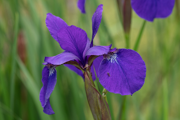 Bloom;Blossom;Blossoms;Blue;Calm;Close-up;Flora;Floweret;Flowering;Flowers;Healing;Health care;Healthcare;Petal;Purple;Violet;Yellow;bloom;color;flora;floral;flower;green;iris;peaceful;plants;purple;restful;serene;soothing;tranquil;violet