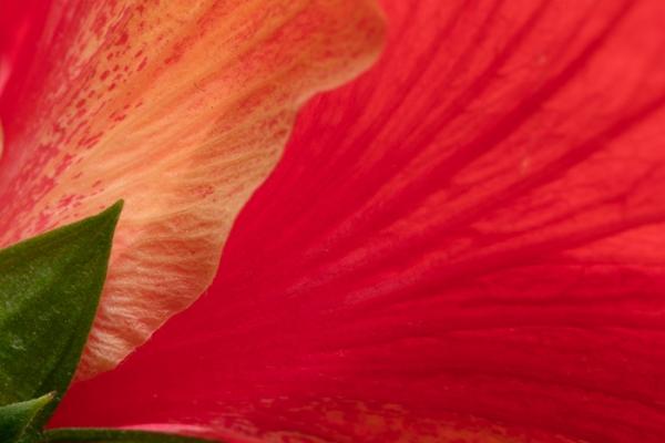 Abstract;Bloom;Blossom;Blossoms;Botanical;Botanicals;Calm;Close-up;Concepts;Flora;Floral;Floweret;Flowering;Flowers;Flowers & Plants;Healing;Health care;Healthcare;Hibiscus;Line;Macro;Minimalism;Nature;Oneness;Pastoral;Petal;Shape;Sunlight;Sunshine;bloom;flora;floral;flower;pattern;peaceful;plants;restful;serene;soothing;sunlit;tranquil;zen