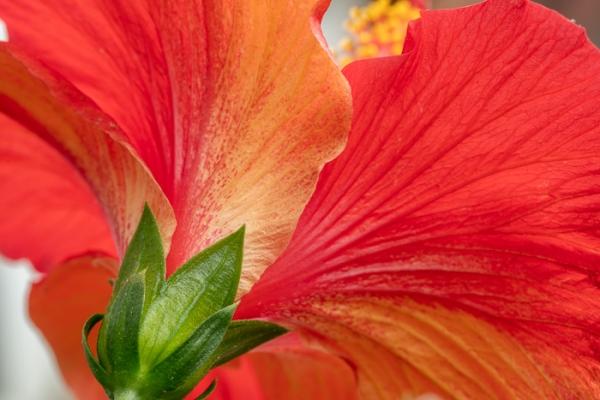 Abstract;Bloom;Blossom;Blossoms;Botanical;Botanicals;Calm;Close-up;Concepts;Flora;Floral;Floweret;Flowering;Flowers;Flowers & Plants;Healing;Health care;Healthcare;Hibiscus;Line;Macro;Minimalism;Nature;Oneness;Pastoral;Petal;Shape;Sunlight;Sunshine;bloom;flora;floral;flower;pattern;peaceful;plants;restful;serene;soothing;sunlit;tranquil;zen