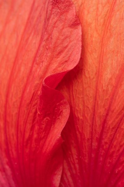 Abstract;Blossom;Blossoms;Botanical;Botanicals;Calm;Close-up;Concepts;Floral;Floweret;Flowering;Flowers;Flowers & Plants;Healing;Health care;Healthcare;Line;Macro;Minimalism;Nature;Oneness;Pastoral;Shape;Sunlight;Sunshine;bloom;flora;floral;flower;pattern;peaceful;plants;restful;serene;soothing;sunlit;tranquil;zen