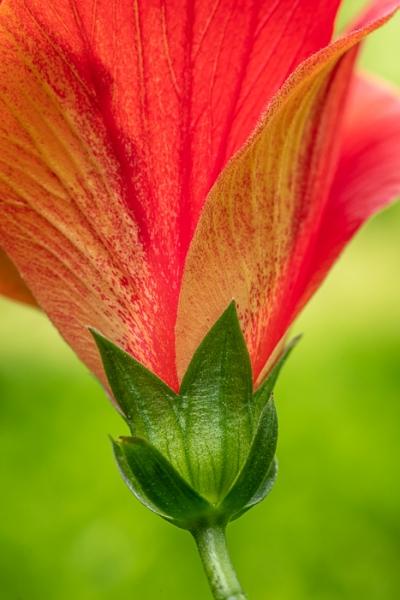 Abstract;Bloom;Blossom;Blossoms;Botanical;Botanicals;Bud;Calm;Close-up;Concepts;Flora;Floral;Floweret;Flowering;Flowers;Flowers & Plants;Healing;Health care;Healthcare;Hibiscus;Line;Macro;Minimalism;Nature;Oneness;Pastoral;Petal;Shape;Sunlight;Sunshine;bloom;flora;floral;flower;pattern;peaceful;plants;restful;serene;soothing;sunlit;tranquil;zen