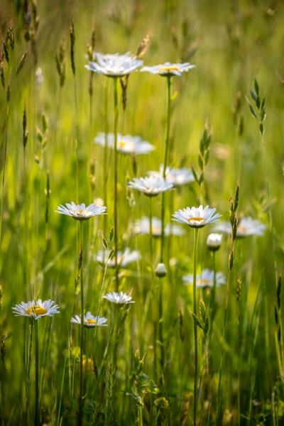 Bloom;Blossom;Blossoms;Calm;Close-up;Cool Colors;Cool Palette;Cool Tones;Daisies;Flora;Floral;Flower;Floweret;Flowering;Flowers;Flowers & Plants;Green;Greens;Healing;Health care;Healthcare;Macro;Nature;Pastoral;Petal;Petals;Plant;Seasons;Spring;Springtime;Summer;Summertime;Sunlight;Sunshine;White;Wildflower;Yellow;bloom;color;daisy;field;flora;floral;flower;green;meadow;peaceful;plants;restful;serene;soothing;sunlit;tranquil;wildflower