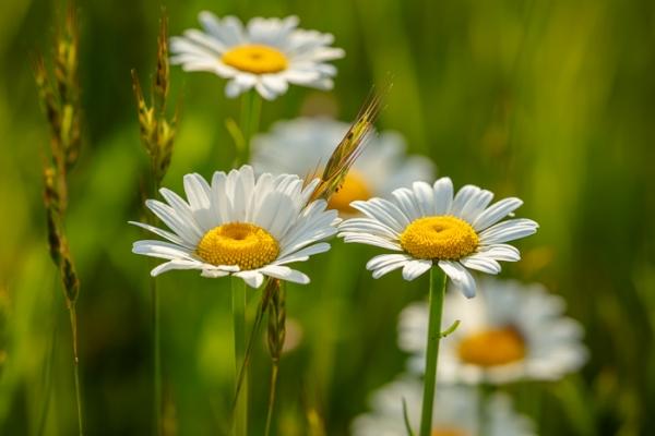Bloom;Blossom;Blossoms;Calm;Close-up;Cool Colors;Cool Palette;Cool Tones;Daisies;Flora;Floral;Flower;Floweret;Flowering;Flowers;Flowers & Plants;Green;Greens;Healing;Health care;Healthcare;Macro;Nature;Pastoral;Petal;Petals;Plant;Seasons;Spring;Springtime;Summer;Summertime;Sunlight;Sunshine;White;Wildflower;Yellow;bloom;color;daisy;field;flora;floral;flower;green;meadow;peaceful;plants;restful;serene;soothing;sunlit;tranquil;wildflower