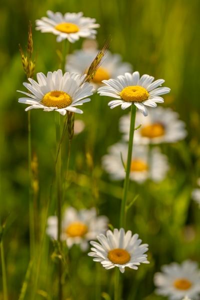 Bloom;Blossom;Blossoms;Calm;Close-up;Cool Colors;Cool Palette;Cool Tones;Daisies;Flora;Floral;Flower;Floweret;Flowering;Flowers;Flowers & Plants;Green;Greens;Healing;Health care;Healthcare;Macro;Nature;Pastoral;Petal;Petals;Plant;Seasons;Spring;Springtime;Summer;Summertime;Sunlight;Sunshine;White;Wildflower;Yellow;bloom;color;daisy;field;flora;floral;flower;green;meadow;peaceful;plants;restful;serene;soothing;sunlit;tranquil;wildflower