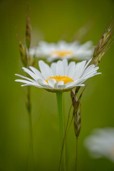 Bloom;Blossom;Blossoms;Calm;Close-up;Cool Colors;Cool Palette;Cool Tones;Daisies;Flora;Floral;Flower;Floweret;Flowering;Flowers;Flowers & Plants;Green;Greens;Healing;Health care;Healthcare;Macro;Nature;Pastoral;Petal;Petals;Plant;Seasons;Spring;Springtime;Summer;Summertime;Sunlight;Sunshine;White;Wildflower;Yellow;bloom;color;daisy;field;flora;floral;flower;green;meadow;peaceful;plants;restful;serene;soothing;sunlit;tranquil;wildflower