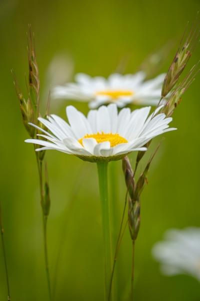 Bloom;Blossom;Blossoms;Calm;Close-up;Cool Colors;Cool Palette;Cool Tones;Daisies;Flora;Floral;Flower;Floweret;Flowering;Flowers;Flowers & Plants;Green;Greens;Healing;Health care;Healthcare;Macro;Nature;Pastoral;Petal;Petals;Plant;Seasons;Spring;Springtime;Summer;Summertime;Sunlight;Sunshine;White;Wildflower;Yellow;bloom;color;daisy;field;flora;floral;flower;green;meadow;peaceful;plants;restful;serene;soothing;sunlit;tranquil;wildflower