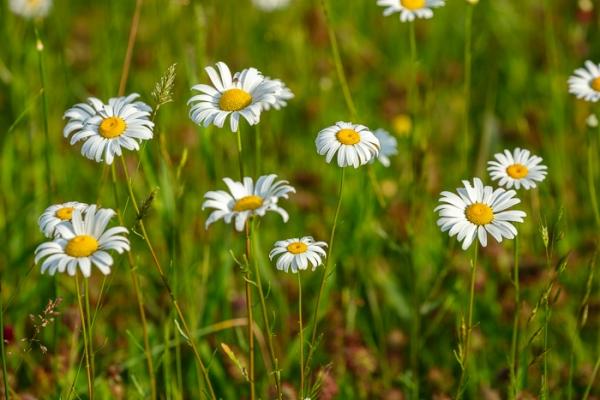 Bloom;Blossom;Blossoms;Calm;Close-up;Cool Colors;Cool Palette;Cool Tones;Daisies;Flora;Floral;Flower;Floweret;Flowering;Flowers;Flowers & Plants;Green;Greens;Healing;Health care;Healthcare;Macro;Nature;Pastoral;Petal;Petals;Plant;Seasons;Spring;Springtime;Summer;Summertime;Sunlight;Sunshine;White;Wildflower;Yellow;bloom;color;daisy;field;flora;floral;flower;green;meadow;peaceful;plants;restful;serene;soothing;sunlit;tranquil;wildflower