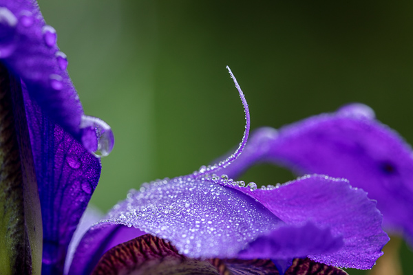 Bloom;Calm;Close-up;Concepts;Cool Colors;Cool Palette;Cool Tones;Flora;Flower;Flowers;Green;Greens;Healing;Health care;Healthcare;Minimalism;Oneness;Pastoral;Petal;Petals;Plant;Purple;Seasons;Spring;Springtime;Summer;Summertime;Violet;color;iris;peaceful;plants;restful;serene;soothing;tranquil;zen