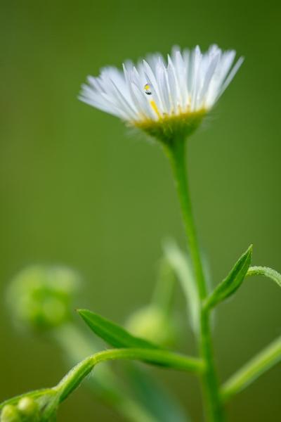 Bloom;Blossom;Blossoms;Botanical;Botanicals;Calm;Close-up;Cool Colors;Cool Palette;Cool Tones;Dew;Droplets;Drops;Flora;Floral;Flower;Floweret;Flowering;Flowers;Flowers & Plants;Green;Greens;Healing;Health care;Healthcare;Leaves;Macro;Nature;Petal;Plant;Sunlight;Sunshine;Water;Water Drops;Wildflower;Yellow;bloom;color;daisy fleabane;dew drops;dewdrop;dewy;drop;flora;floral;flower;peaceful;plants;restful;serene;soothing;sunlit;tranquil