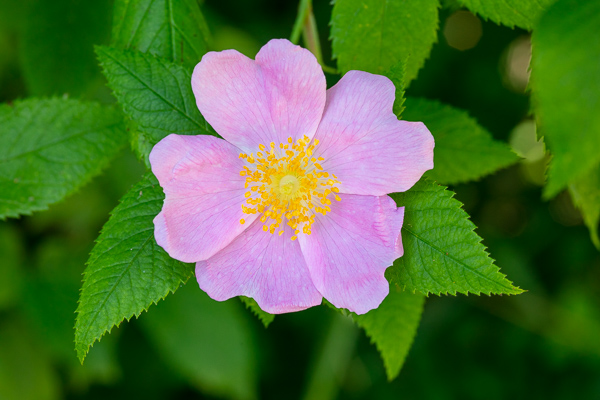 Bloom;Blossom;Blossoms;Botanical;Botanicals;Calm;Close-up;Concepts;Cool Colors;Cool Palette;Cool Tones;Flora;Floral;Flower;Floweret;Flowering;Flowers;Flowers & Plants;Green;Greens;Healing;Health care;Healthcare;Leaves;Macro;Minimalism;Nature;Oneness;Pastoral;Petal;Pink;Plant;Seasons;Summer;Summertime;Sunlight;Sunshine;Wild Rose;Wildflower;Yellow;bloom;color;flora;floral;flower;green;orange;peaceful;plants;restful;serene;soothing;sunlit;tranquil;wildflower;zen