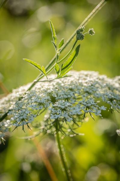 Bloom;Blossom;Blossoms;Botanical;Botanicals;Calm;Concepts;Cool Colors;Cool Palette;Cool Tones;Floral;Floweret;Flowering;Flowers;Flowers & Plants;Green;Greens;Healing;Health care;Healthcare;Leaf;Leaves;Macro;Nature;Oneness;Pastoral;Plant;Queen Anne's Lace;Seed Head;Sunlight;Sunshine;bloom;botanicals;color;flora;floral;flower;foliage;peaceful;plants;restful;serene;soothing;sunlit;tranquil;zen