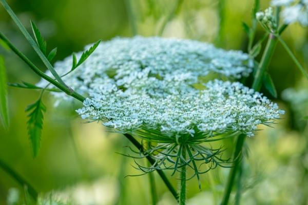 Blossom;Blossoms;Botanical;Botanicals;Calm;Concepts;Cool Colors;Cool Palette;Cool Tones;Floral;Floweret;Flowering;Flowers;Flowers & Plants;Green;Greens;Healing;Health care;Healthcare;Leaf;Leaves;Macro;Nature;Oneness;Pastoral;Plant;Queen Anne's Lace;Seed Head;Sunlight;Sunshine;bloom;botanicals;color;flora;floral;flower;foliage;peaceful;plants;restful;serene;soothing;sunlit;tranquil;zen