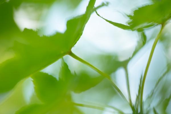 Blossom;Blossoms;Botanical;Botanicals;Calm;Concepts;Cool Colors;Cool Palette;Cool Tones;Floweret;Flowering;Flowers;Flowers & Plants;Green;Greens;Healing;Health care;Healthcare;Leaf;Leaves;Looking up;Macro;Maple;Maple Leaves;Nature;Oneness;Pastoral;Plant;Seasons;Spring;Springtime;Sunlight;Sunshine;Wabi Sabi;bloom;botanicals;color;flora;floral;flower;foliage;leaves;peaceful;plants;restful;serene;soothing;sunlit;tranquil;zen