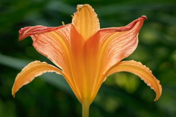 Bloom;Blossom;Blossoms;Calm;Close-up;Concepts;Cool Colors;Cool Palette;Cool Tones;Day Lily;Daylily;Flora;Floral;Flower;Floweret;Flowering;Flowers;Flowers & Plants;Green;Greens;Healing;Health care;Healthcare;Looking up;Macro;Minimalism;Nature;Oneness;Pastoral;Petal;Pink;Sunlight;Sunshine;Yellow;bloom;color;flora;floral;flower;peaceful;plants;restful;serene;soothing;sunlit;tranquil;zen