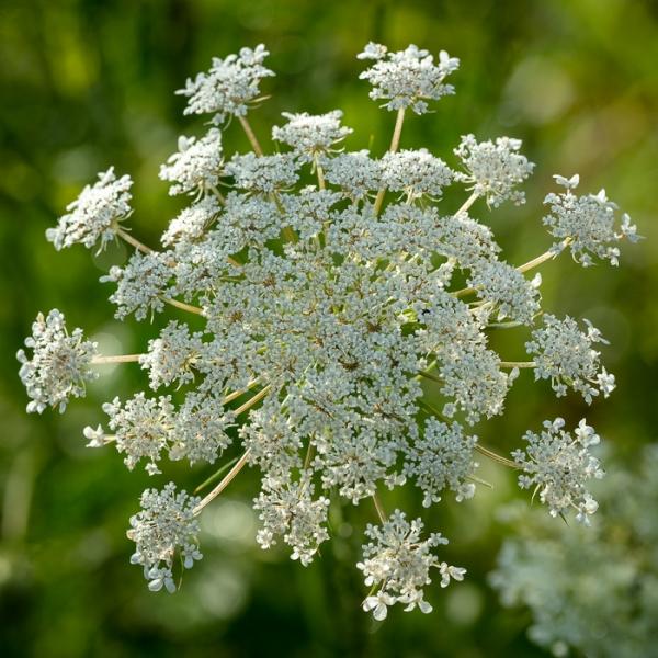 Bloom;Blossom;Blossoms;Botanical;Calm;Close-up;Flora;Floweret;Flowering;Flowers;Healing;Health care;Healthcare;Petal;Plant;Queen Anne's Lace;bloom;botanicals;botany;flora;floral;flower;foliage;peaceful;plants;restful;serene;soothing;tranquil;wildflower