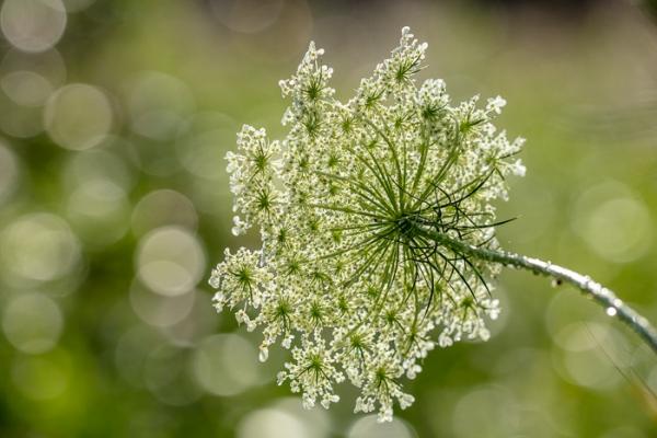 Bloom;Blossom;Blossoms;Botanical;Calm;Close-up;Flora;Floweret;Flowering;Flowers;Healing;Health care;Healthcare;Petal;Plant;Queen Anne's Lace;bloom;botanicals;botany;flora;floral;flower;foliage;peaceful;plants;restful;serene;soothing;tranquil;wildflower