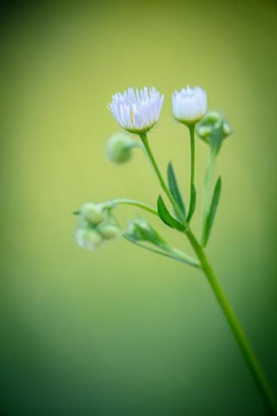 Bloom;Blossom;Blossoms;Botanical;Botanicals;Bud;Calm;Close-up;Concepts;Cool Colors;Cool Palette;Cool Tones;Flora;Floral;Flower;Floweret;Flowering;Flowers;Flowers & Plants;Green;Greens;Healing;Health care;Healthcare;Macro;Minimalism;Nature;Oneness;Pastoral;Petal;Plant;Sunlight;Sunshine;Wildflower;bloom;color;flora;floral;flower;foliage;peaceful;plants;restful;serene;soothing;sunlit;tranquil;wildflower;zen