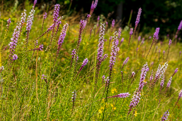 Bloom;Blossom;Blossoms;Botanical;Botanicals;Calm;Concepts;Cool Colors;Cool Palette;Cool Tones;Dense Blazing Star;Fall Creek Falls State Resort Park;Flora;Flower;Floweret;Flowering;Flowers;Flowers & Plants;Green;Greens;Healing;Health care;Healthcare;Liatris spicata;Minimalism;Nature;Oneness;Pastoral;Pikeville;Pink;Plant;Purple;Sunlight;Sunshine;Violet;Wildflower;bloom;color;flora;floral;flower;foliage;grass;landscape;peaceful;plants;restful;serene;soothing;sunlit;tranquil;violet;zen