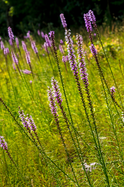 Bloom;Blossom;Blossoms;Botanical;Botanicals;Calm;Concepts;Cool Colors;Cool Palette;Cool Tones;Dense Blazing Star;Fall Creek Falls State Resort Park;Flora;Flower;Floweret;Flowering;Flowers;Flowers & Plants;Green;Greens;Healing;Health care;Healthcare;Liatris spicata;Minimalism;Nature;Oneness;Pastoral;Pikeville;Pink;Plant;Purple;Sunlight;Sunshine;Violet;Wildflower;bloom;color;flora;floral;flower;foliage;grass;landscape;peaceful;plants;restful;serene;soothing;sunlit;tranquil;violet;zen