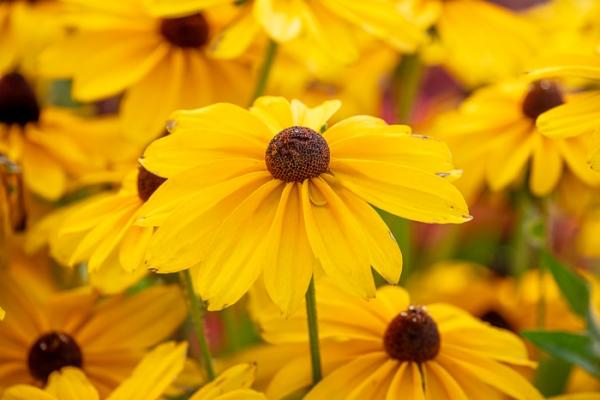 Black-eyed Susan;Bloom;Blossom;Blossoms;Botanical;Botanicals;Brown;Calm;Close-up;Concepts;Cool Colors;Cool Palette;Cool Tones;Flora;Floral;Flower;Floweret;Flowering;Flowers;Flowers & Plants;Green;Greens;Healing;Health care;Healthcare;Macro;Nature;Oneness;Pastoral;Petal;Plant;Sunlight;Sunshine;Wildflower;Yellow;bloom;color;flora;floral;flower;oneness;peaceful;plants;restful;serene;soothing;sunlit;tranquil;zen