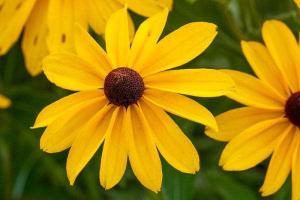 Black-eyed Susan;Bloom;Blossom;Blossoms;Botanical;Botanicals;Brown;Calm;Close-up;Concepts;Cool Colors;Cool Palette;Cool Tones;Flora;Floral;Flower;Floweret;Flowering;Flowers;Flowers & Plants;Green;Greens;Healing;Health care;Healthcare;Macro;Nature;Oneness;Pastoral;Petal;Plant;Sunlight;Sunshine;Wildflower;Yellow;bloom;color;flora;floral;flower;oneness;peaceful;plants;restful;serene;soothing;sunlit;tranquil;zen