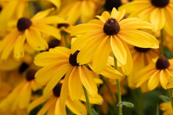 Black-eyed Susan;Bloom;Blossom;Blossoms;Botanical;Botanicals;Brown;Calm;Close-up;Concepts;Cool Colors;Cool Palette;Cool Tones;Flora;Floral;Flower;Floweret;Flowering;Flowers;Flowers & Plants;Green;Greens;Healing;Health care;Healthcare;Macro;Nature;Oneness;Pastoral;Petal;Plant;Sunlight;Sunshine;Wildflower;Yellow;bloom;color;flora;floral;flower;oneness;peaceful;plants;restful;serene;soothing;sunlit;tranquil;zen