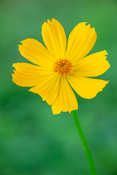 Bloom;Blossom;Blossoms;Botanical;Botanicals;Calm;Close-up;Concepts;Cool Colors;Cool Palette;Cool Tones;Cosmos;Flora;Floral;Flower;Floweret;Flowering;Flowers;Flowers & Plants;Green;Greens;Healing;Health care;Healthcare;Minimalism;Nature;Oneness;Pastoral;Petal;Plant;Sunlight;Sunshine;Wildflower;Yellow;bloom;color;flora;floral;flower;green;oneness;orange;peaceful;plants;restful;serene;soothing;sunlit;tranquil;zen