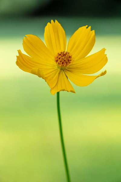 Bloom;Blossom;Blossoms;Botanical;Botanicals;Calm;Close-up;Concepts;Cool Colors;Cool Palette;Cool Tones;Flora;Floral;Flower;Floweret;Flowering;Flowers;Flowers & Plants;Green;Greens;Healing;Health care;Healthcare;Minimalism;Nature;Oneness;Pastoral;Petal;Plant;Sunlight;Sunshine;Wildflower;Yellow;bloom;color;flora;floral;flower;green;oneness;orange;peaceful;plants;restful;serene;soothing;sunlit;tranquil;zen