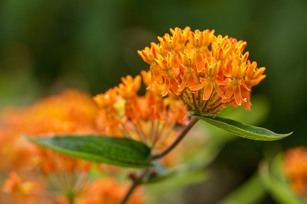 Bloom;Blossom;Blossoms;Butterfly Weed;Calm;Close-up;Concepts;Cool Colors;Cool Palette;Cool Tones;Flora;Floral;Flower;Floweret;Flowering;Flowers;Flowers & Plants;Green;Greens;Healing;Health care;Healthcare;Minimalism;Nature;Oneness;Pastoral;Petal;Sunlight;Sunshine;Wildflower;Yellow;bloom;color;flora;floral;flower;oneness;peaceful;plants;restful;serene;soothing;sunlit;tranquil;zen