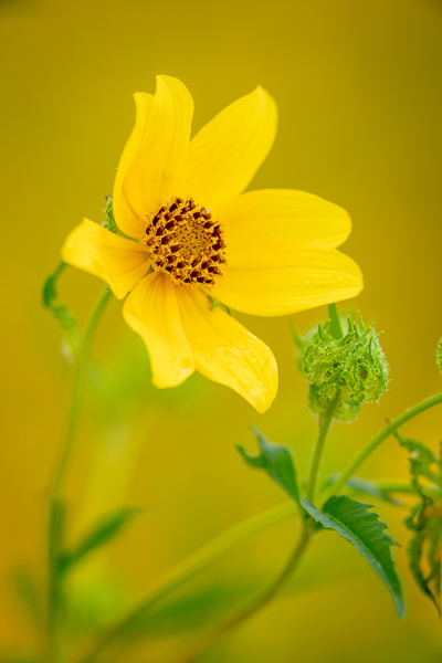 Bloom;Blossom;Blossoms;Botanical;Botanicals;Calm;Close-up;Concepts;Cool Colors;Cool Palette;Cool Tones;Flora;Floral;Floweret;Flowering;Flowers;Flowers & Plants;Green;Greens;Healing;Health care;Healthcare;Macro;Minimalism;Nature;Oneness;Pastoral;Petal;Plant;Sunlight;Sunshine;Tickseed Sunflower;Yellow;bloom;color;flora;floral;flower;oneness;peaceful;plants;restful;serene;soothing;sunlit;tranquil;wildflower;zen