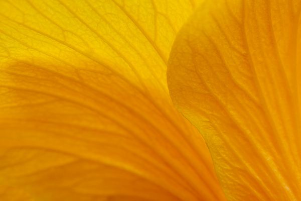 Abstract;Abstraction;Bloom;Blossom;Blossoms;Bud;Calm;Close-up;Flora;Floral;Floweret;Flowering;Flowers;Flowers & Plants;Healing;Hibiscus;Line;Macro;Minimalism;Nature;Pastoral;Petal;Shape;Yellow;bloom;flora;floral;flower;oneness;orange;pattern;peaceful;plants;restful;serene;soothing;texture;tranquil;zen