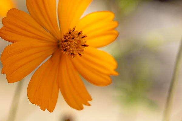 Bloom;Blossom;Blossoms;Botanical;Bud;Calm;Close-up;Cosmos;Cosmos Flowers;Flora;Floral;Floweret;Flowering;Flowers;Flowers & Plants;Healing;Health care;Healthcare;Minimalism;Nature;Pastoral;Petal;Sunlight;Sunshine;Yellow;bloom;flora;floral;flower;green;oneness;orange;peaceful;plants;restful;serene;soothing;sunlit;tranquil;zen