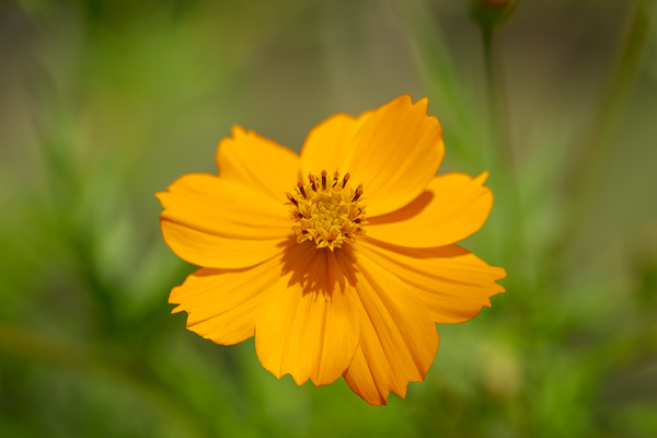 Bloom;Blossom;Blossoms;Botanical;Bud;Calm;Close-up;Cosmos;Cosmos Flowers;Flora;Floral;Floweret;Flowering;Flowers;Flowers & Plants;Healing;Health care;Healthcare;Minimalism;Nature;Pastoral;Petal;Sunlight;Sunshine;Yellow;bloom;flora;floral;flower;green;oneness;orange;peaceful;plants;restful;serene;soothing;sunlit;tranquil;zen