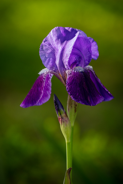 Bloom;Calm;Close-up;Concepts;Cool Colors;Cool Palette;Cool Tones;Flora;Flower;Flowers;Green;Greens;Healing;Health care;Healthcare;Minimalism;Oneness;Pastoral;Petal;Petals;Plant;Purple;Seasons;Spring;Springtime;Summer;Summertime;Violet;color;iris;peaceful;plants;restful;serene;soothing;tranquil;zen