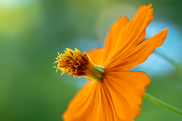 Bloom;Blossom;Blossoms;Blue;Botanical;Calm;Close-up;Cosmos Flowers;Flora;Floral;Floweret;Flowering;Flowers;Flowers & Plants;Healing;Health care;Healthcare;Macro;Nature;Petal;Plant;Seed Head;Tan;Yellow;bloom;botanicals;flora;floral;flower;foliage;grass;green;orange;peaceful;plants;restful;serene;sky;soothing;tranquil