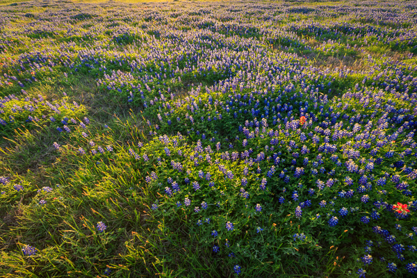 Bloom;Blossom;Blossoms;Blue;Bluebonnets;Calm;Concepts;Cool Colors;Cool Palette;Cool Tones;Dandelion;Flora;Floral;Floweret;Flowering;Flowers;Flowers & Plants;Flowers of the Hill Country;Green;Greens;Healing;Health care;Healthcare;Indian Paintbrush;Inks Lake;Inks Lake State Park;Lupinus texensis;Nature;Oneness;Pastoral;Petal;Purple;Seasons;Spring;Springtime;Sunlight;Sunset;Sunshine;Texas;Texas Bluebonnet;Texas Hill Country;United States;Violet;bloom;color;flora;floral;flower;grass;green;landscape;oneness;peaceful;plants;red;restful;serene;soothing;sunlit;tranquil;wildflower;zen