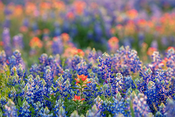 Bloom;Blossom;Blossoms;Blue;Bluebonnets;Bud;Calm;Close-up;Flora;Floral;Floweret;Flowering;Flowers;Flowers & Plants;Healing;Health care;Healthcare;Indian Paintbrush;Lupinus texensis;Macro;Nature;Pastoral;Petal;Texas;Texas Bluebonnet;United States;bloom;color;flora;floral;flower;green;meadow;oneness;peaceful;plants;red;restful;serene;soothing;tranquil;wildflower;zen