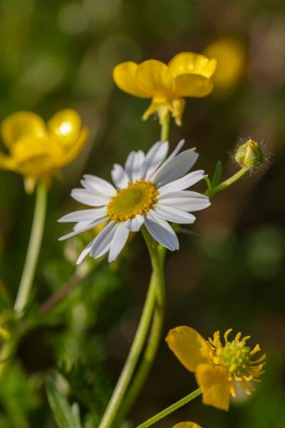 Bloom;Blossom;Blossoms;Bud;Buttercup;Calm;Close-up;Concepts;Cool Colors;Cool Palette;Cool Tones;Dew;Droplets;Drops;Flora;Floral;Flower;Floweret;Flowering;Flowers;Flowers & Plants;Green;Greens;Healing;Health care;Healthcare;Macro;Minimalism;Nature;Oneness;Pastoral;Petal;Sunlight;Sunshine;Water;Water Drops;Wildflower;Yellow;bloom;color;daisy;dew drops;dewdrop;dewy;drop;flora;floral;flower;peaceful;plants;restful;serene;soothing;sunlit;tranquil;zen
