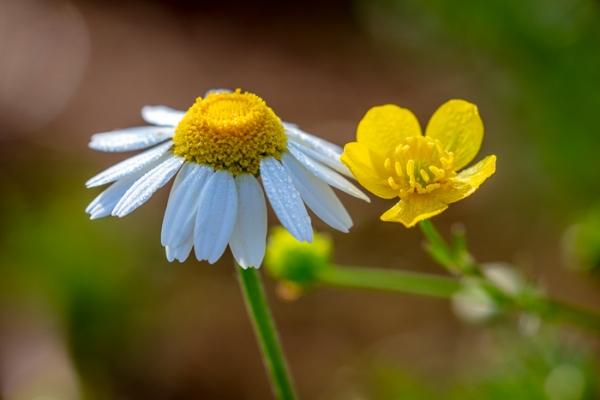 Bloom;Blossom;Blossoms;Bud;Buttercup;Calm;Close-up;Concepts;Cool Colors;Cool Palette;Cool Tones;Dew;Droplets;Drops;Flora;Floral;Flower;Floweret;Flowering;Flowers;Flowers & Plants;Green;Greens;Healing;Health care;Healthcare;Macro;Minimalism;Nature;Oneness;Pastoral;Petal;Sunlight;Sunshine;Water;Water Drops;Wildflower;Yellow;bloom;color;daisy;dew drops;dewdrop;dewy;drop;flora;floral;flower;peaceful;plants;restful;serene;soothing;sunlit;tranquil;wildflower;zen