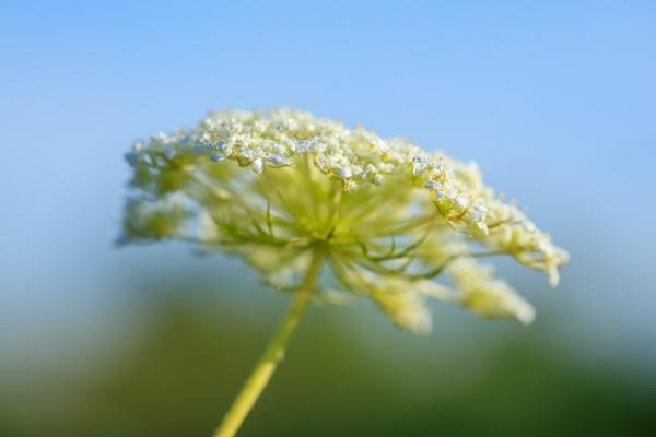 Bloom;Blossom;Blossoms;Blue;Botanical;Calm;Close-up;Dew;Droplets;Flora;Floral;Floweret;Flowering;Flowers;Flowers & Plants;Healing;Health care;Healthcare;Looking up;Macro;Minimalism;Nature;Pastoral;Petal;Plant;Queen Anne's Lace;Sunlight;Sunshine;White;bloom;botanicals;botany;color;dew drops;dewy;drop;flora;floral;flower;foliage;green;oneness;peaceful;plants;restful;serene;soothing;sunlit;tranquil;wildflower;zen