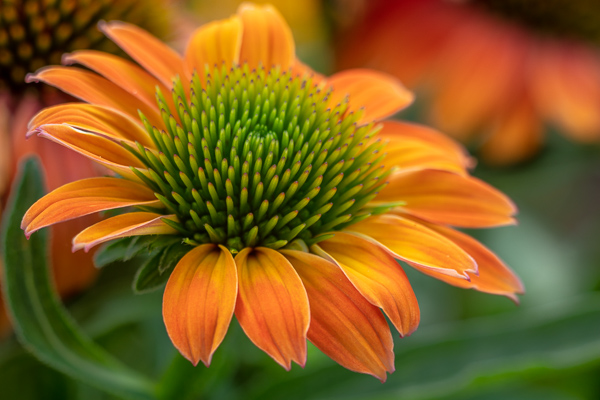 Bloom;Blossom;Blossoms;Botanical;Bud;Calm;Close-up;Flora;Floral;Floweret;Flowering;Flowers;Healing;Health care;Healthcare;Macro;Minimalism;Nature;Pastoral;Petal;Plant;Wabi Sabi;Yellow;bloom;coneflower;flora;floral;flower;green;leaves;oneness;orange;peaceful;restful;serene;soothing;tranquil;zen